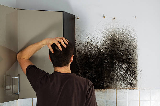 Reliable Winnie, TX Mold Removal Solutions